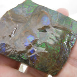 Grade A+ Iridescent Mineralised Ammolite from Canada AMM02