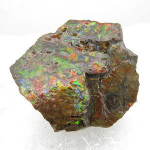 Grade A+ Iridescent Mineralised Ammolite from Canada AMM03