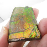 Grade A+ Iridescent Mineralised Ammolite from Canada AMM04