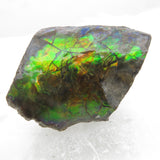 Grade A+ Iridescent Mineralised Ammolite from Canada AMM05