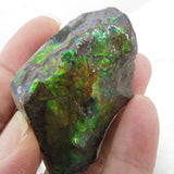 Grade A+ Iridescent Mineralised Ammolite from Canada AMM05