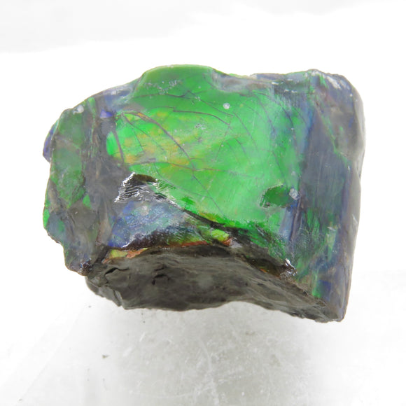 Grade A+ Iridescent Mineralised Ammolite from Canada AMM06