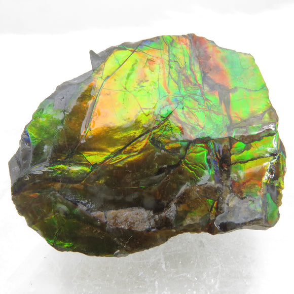 Grade A+ Iridescent Mineralised Ammolite from Canada AMM08