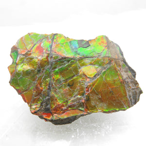 Grade A+ Iridescent Mineralised Ammolite from Canada AMM10