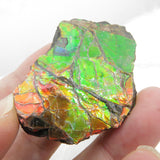 Grade A+ Iridescent Mineralised Ammolite from Canada AMM10