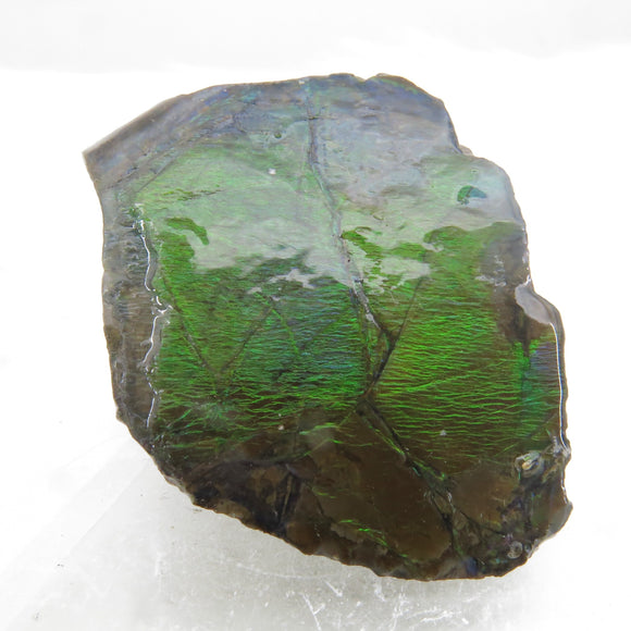 Grade A+ Iridescent Mineralised Ammolite from Canada AMM11