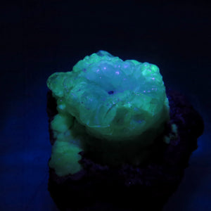 Colourless ‘Electric’ Hyalite Opal on Matrix from Mexico HP63