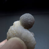 Botryoidal Chalcedony Pseudomorph after Fossils from Morocco AP01