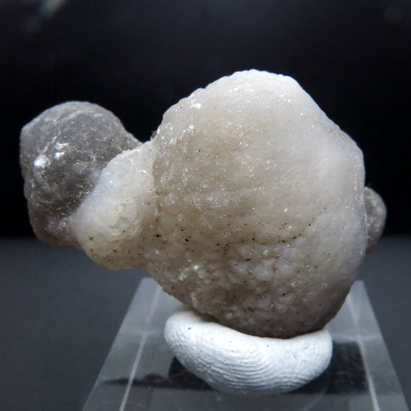 Botryoidal Chalcedony Pseudomorph after Fossils from Morocco AP02