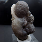Botryoidal Chalcedony Pseudomorph after Fossils from Morocco AP03